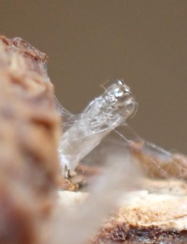 Réf. 337 228 : Lasioptera rubi
